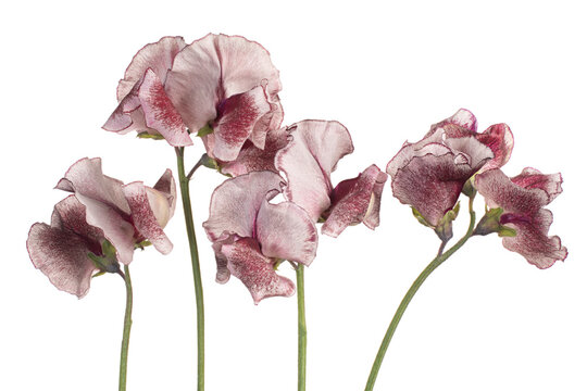 sweetpea flower