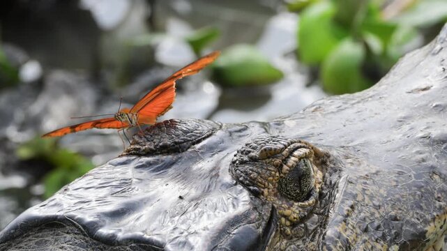 caiman and butterfly on head, Yacar&eacute;, Caiman, Caiman yacar&eacute;,  butterfly, Heliconia sp., , pond, swamp, Port Jofr&egrave;, Pantanal,  Brazil. 