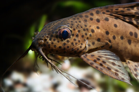Catfish three pair of barbels macro view. Synodontis nigriventris blotched upside-down african predator fish, macro view