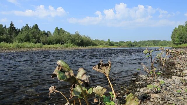 Aquatic arrowhead plant growing along tranquil riverbank in a lush natural outdoor setting