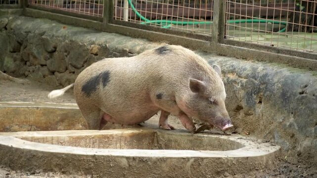 Spotted micro pigs walk while looking for food on the ground in an outdoor enclosure.