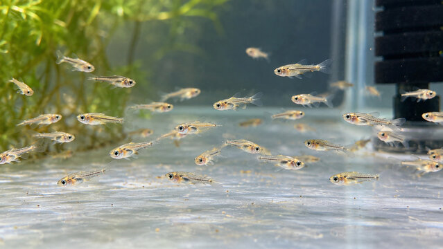 Close View of Fish Fry in Shallow Nursery Tank
