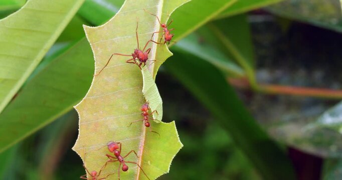 Leaf cutter ants (Atta sp.) cutting leaves .In the rainforest understory, Napo province, Ecuador. The leaf sections are carried back to the nest and used to grow a fungus upon which the ants feed.