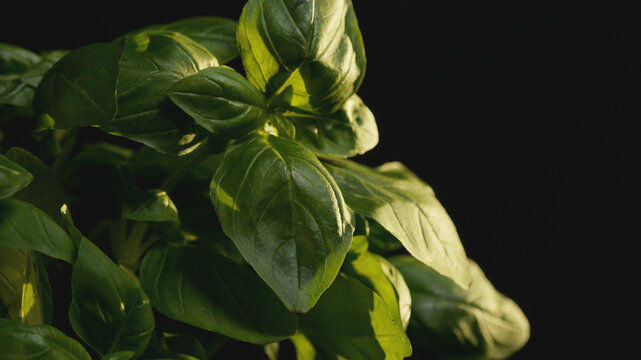 Macro close-up of a fresh green basil plant in warm sunlight with copy space. Vibrant foliage texture, natural lighting, organic ingredient background for healthy cooking and culinary content.