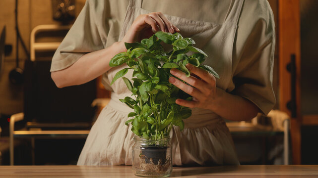 Medium shot of a woman in a linen apron gently touching a fresh green potted basil plant in a glass jar in a warm-lit kitchen. Cozy home cooking, organic culinary, and recipe content.