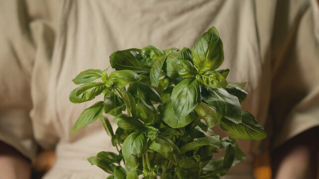 Close-up of fresh green basil plant, with a blurred woman in a rustic linen apron in the background in warm lighting for home cooking, healthy lifestyle, culinary, and recipe content.
