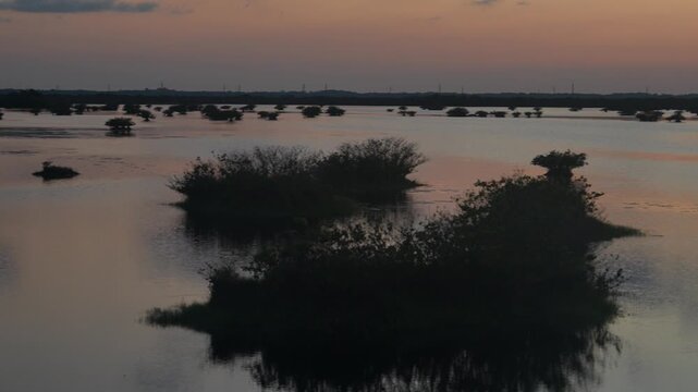 Small mangrove trees stand in shallow water under a warm orange sunset sky. Reflections, silhouettes, wetlands, and still water create a peaceful coastal nature landscape.