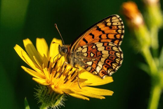 Brown wall butterfly sits on bright yellow flower. Macro shot of Lasiommata megera insect feeding on nectar in summer garden. Colorful butterfly wings with orange patterns rest on blooming plant in