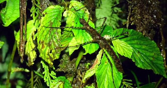 Stick insect (Acanthaclonia sp.) In dripping water below a small waterfall in the rainforest understory, Napo province, Ecuador.