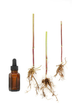 Medicinal valerian root  herb with essential oil bottle, is an adaptogen used in herbal medicine as a natural sedative, reduces stress and anxiety.