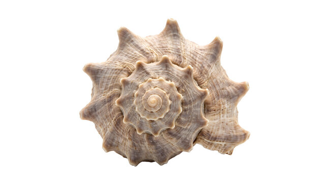 Top view spiral conch seashell on transparent background