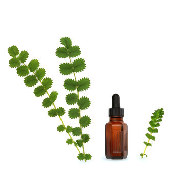 Salad burnet herb leaves  herbal medicine on white. Used in cooking and natural traditional herbal medicine for digestive health. Sanguisorba minor