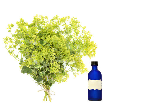 Ladys Mantle herb flower herbal medicine plant with infused oil bottle. Medicinal flowers used in womans natural healthcare. On white. Alchemilla.