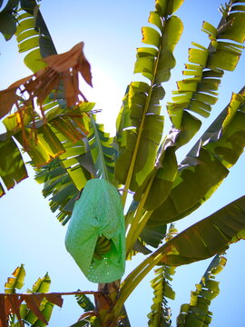 Banana bunch covered with a green plastic protection bag on the tree in a plantation. Agricultural pest control