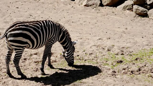 Single zebra stands in side view with head lowered to feed on sparse grass across dry sandy terrain, with strong daylight, sharp shadow, rough texture, and spacious natural habitat