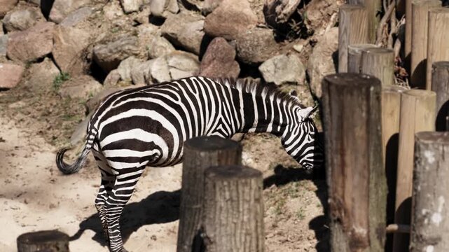 Side view of zebra in enclosed rocky habitat, head lowered near ground as if searching for food. Weathered timber posts, stacked stones, sandy earth, and bright natural light create calm wildlife mood