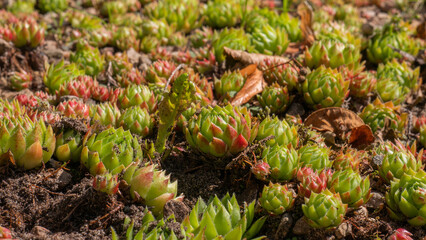 Fototapeta premium Cluster of Houseleek Sempervivum Rosettes Growing in Gritty Soil from Above — Concept: Drought Tolerant Rock Garden Planting, Succulent Ground Cover, Alpine Container Gardening