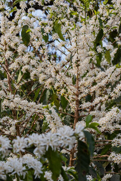 Textura natural de galho de cafeeiro coberto por flores brancas de primavera.
