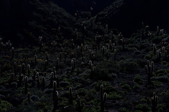 Cardon cactus plants growing on steep mountain slope illuminated by soft evening backlight, northern Argentina.
