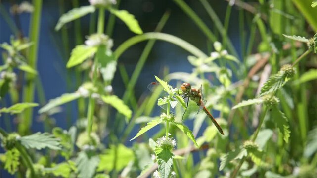 Close up of dragonfly perched on a plant, waiting for prey to pass by