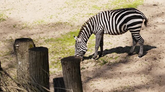 Single zebra lowers head to graze on sparse grass inside sandy enclosure, with blurred wooden posts and rope in foreground, soft shadows, bright daylight, and serene observational wildlife setting
