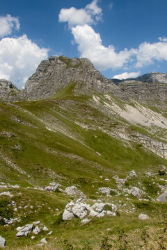 wild plants on Durmitor