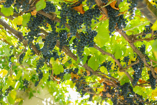 Summer grape vine, agriculture food background