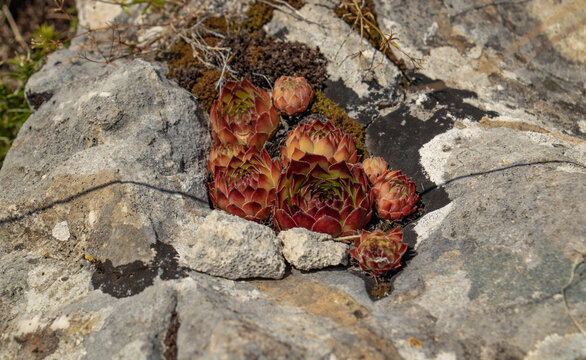 red houseleek on the Durmitor rocky mountain