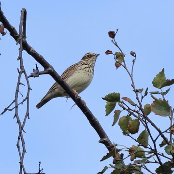Close up side profile of Tree pipit showing streaked breast and pale eyebrow