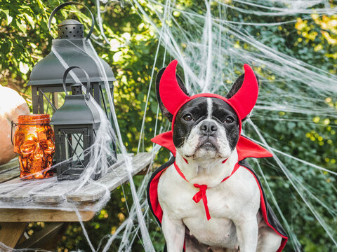 Cute French Bulldog in a festive costume sits with Halloween decorations. Black lanterns, skull candles, spider webs and pumpkin. Symbolizes Halloween fun. Ideal for holiday and pet content