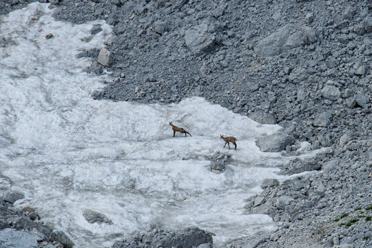 two chamois on the snow, Savin Kuk, Durmitor
