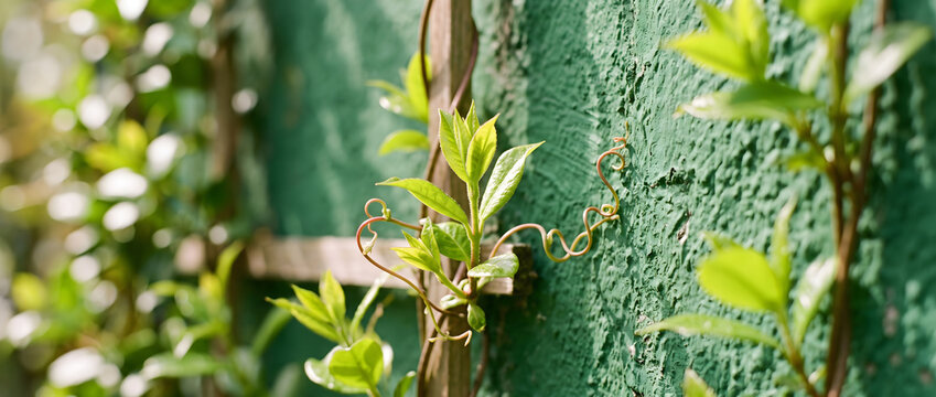 Close-up of young vine shoots with tendrils growing on a textured green wall and wooden trellis, illuminated by natural sunlight.