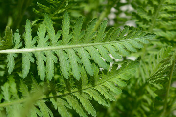 Obraz premium Fern-leaf yarrow leaves - Latin name - Achillea filipendulina