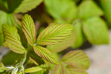 Obraz premium European red raspberry new leaves - Latin name - Rubus idaeus