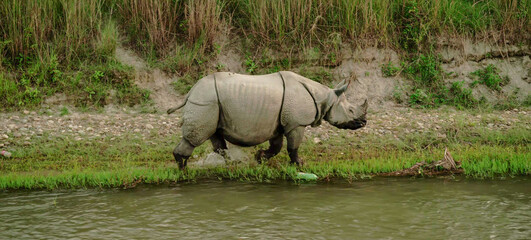 Greater One-Horned Rhinoceros walking along a rocky riverbank © Banu