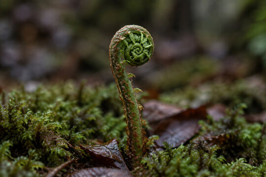 Involute fern fiddlehead in forest moss, growth and nature renewal concept