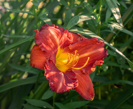 Red orange daylily flower close up in summer garden