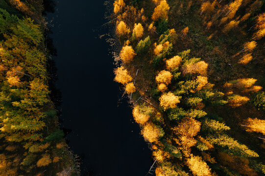 Aerial view of vibrant autumn foliage surrounding a dark river in the far north, showcasing a mix of yellow and green trees along the water's edge