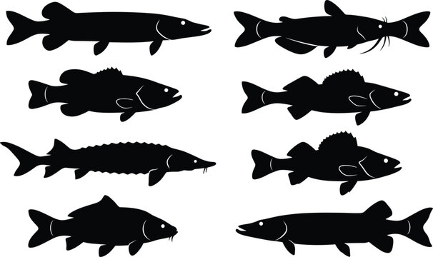 Set of freshwater fish silhouettes featuring bass pike catfish carp and sturgeon black vector illustration on white background
