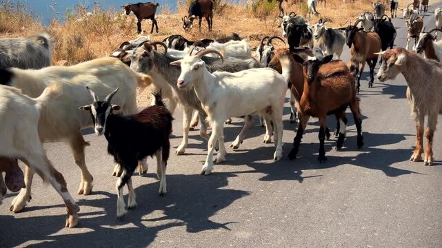 Flock Goats Walking Along Road Near Coastal Sea And  Grazing On Pasture Near Coast. Domestic Livestock Animals Feeding On Dry Grass 

