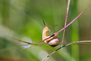 Small snail climbing on thin blades of grass in wild nature macro close up shot © Elena
