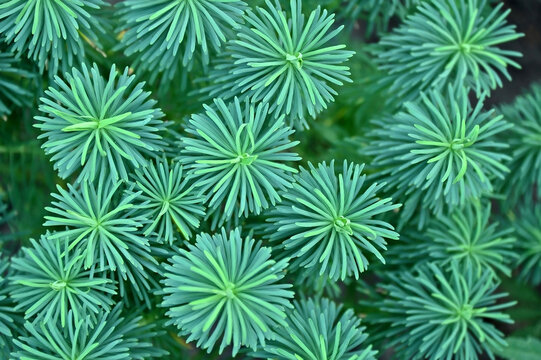 Cypress spurge (Euphorbia cyparissias), top view