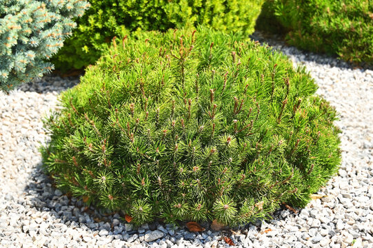 Clipped Pinus mugo (Pumilo) plant in rock garden