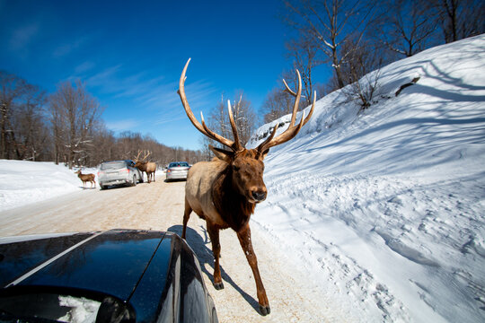 Qu&eacute;bec, Canada : Un wapiti s'approche des voitures sur le parcours enneig&eacute; d'un parc safari