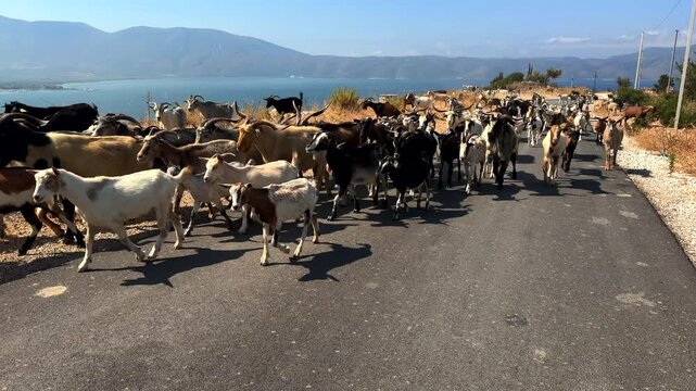 Herd Of Domestic Goats Walking Along Asphalt Road Near Sea Coast.  Livestock Farming 