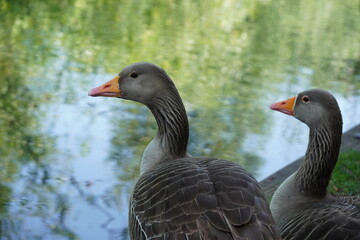 greylag geese by the river. water birds close up portrait.  © Paul Cartwright