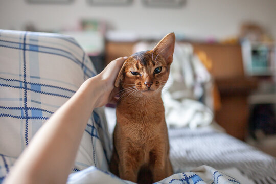Woman petting cute Abyssinian cat in bed in sunny morning. Bond between pet and owner, comfort, companionship, morning routines, affection, domestic joy of living with cat.