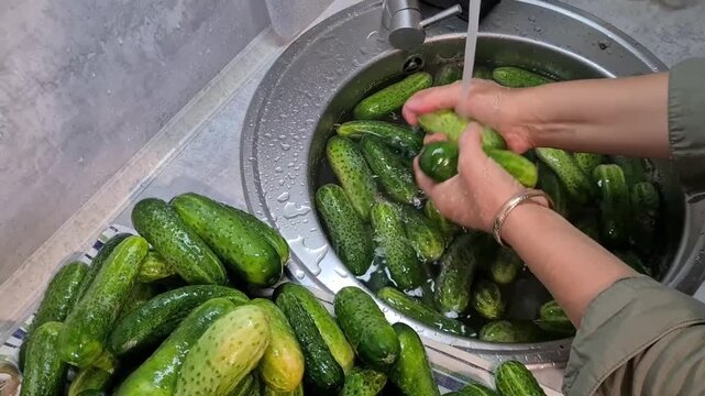 Washing cucumbers in the kitchen sink before preparing for pickling