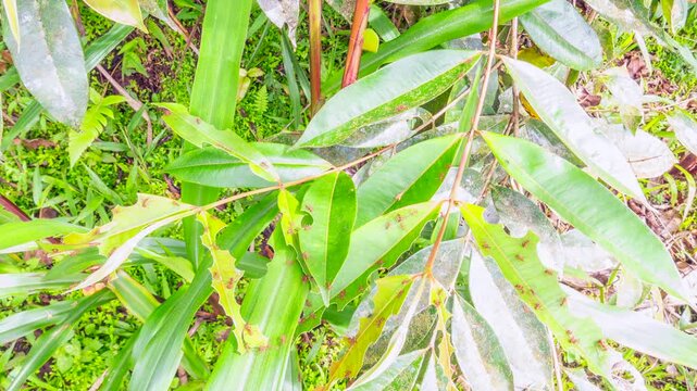 Time lapse of Leaf cutter ants (Atta sp.) defoliating a bush in the rainforest understory, Napo province, Ecuador. 