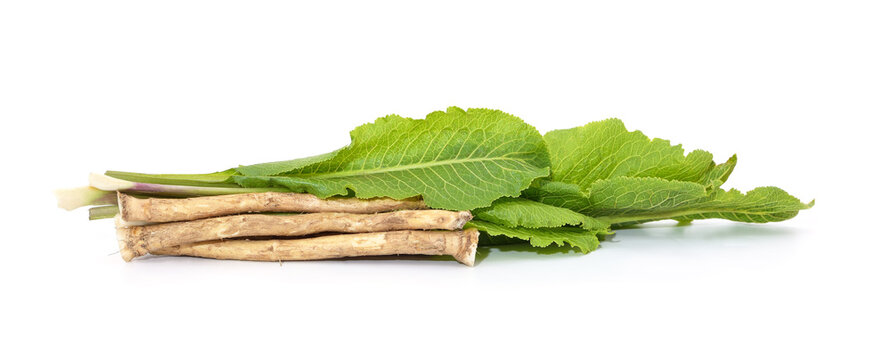 Fresh horseradish roots with green leaves isolated on a white background.